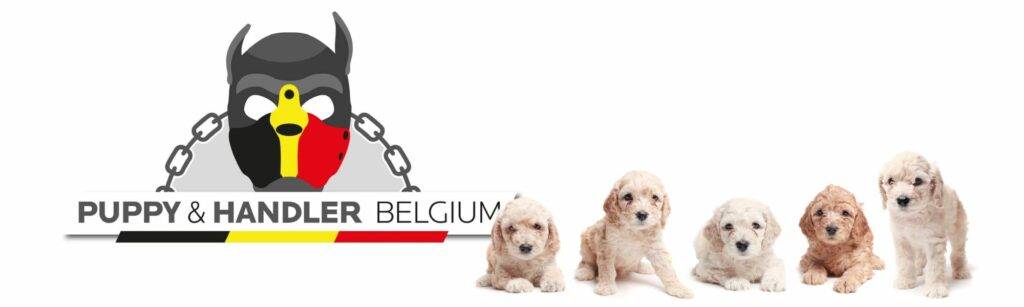 Puppy & Handler Belgium