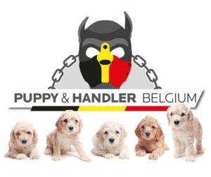 Puppy & Handler Belgium